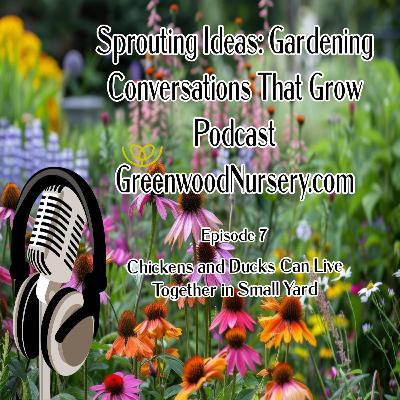 Episode 7 - Chicken and Duck Breeds that Live Well Together in Small Yard Episode 7 - Chicken and Duck Breeds that Live Well Together in Small Yard