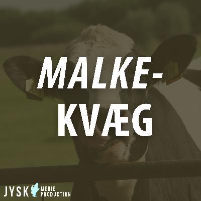 Malkekvæg 2025 - E47: Toptunet kvægejendom med topresultater