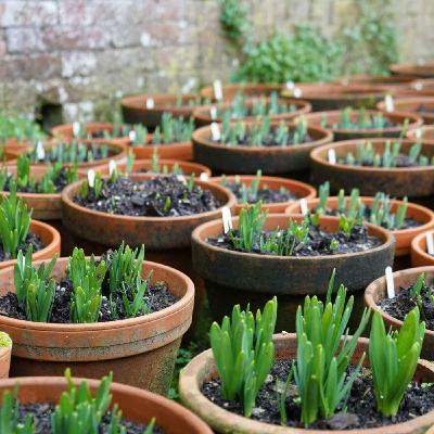 The promise ahead at Heligan