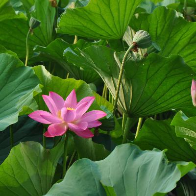 夏日特辑：蛋刺刺的夏天，手舞足蹈