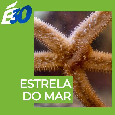 Estrelas-do-mar Estrelas-do-mar