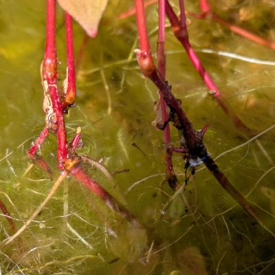 435.ビオトープ回 / 誕生と失踪 435.ビオトープ回 / 誕生と失踪