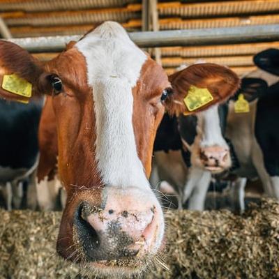 Farmers react to Mercosur Deal