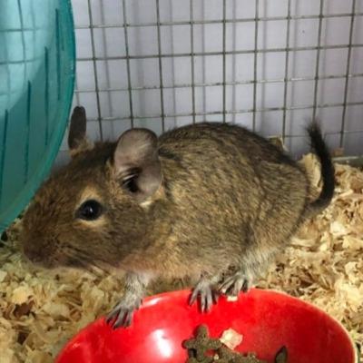 Degus