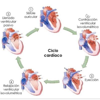 Ciclo cardíaco