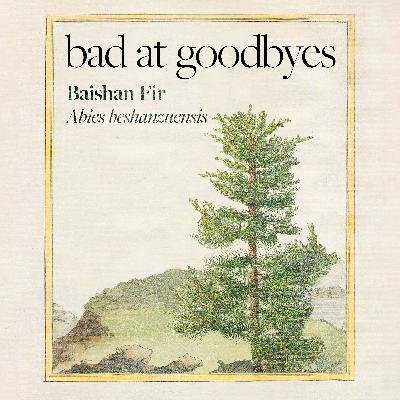 Baishan Fir Baishan Fir