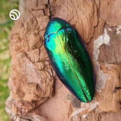 Just why are these beetles so fabulous? #beetle #wildlife #nature