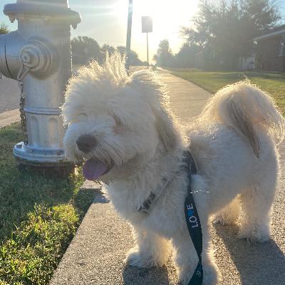 Important Dog Information on 4th of July