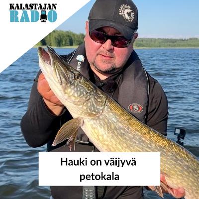 Hauki on väijyvä petokala
