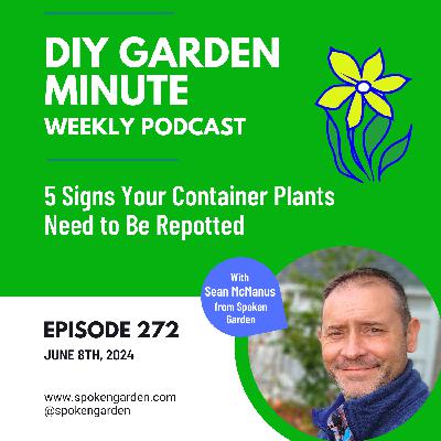 5 Signs Your Container Plants Need to Be Repotted