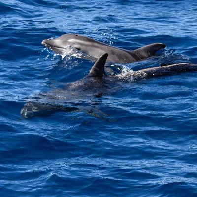 En clave turismo - Guía para avistar los cetáceos de las costas españolas