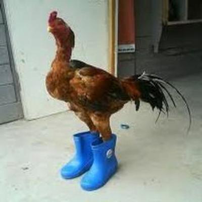 Episode 133 - Would Tony Rather Fuck a Human or a Chicken? The Answer, Might Surprise You