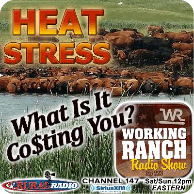 Ep 223: Heat Stress: What It’s Really Costing Your Operation