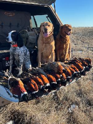 Birds Dogs Keep Us Humble with Final Rise and Gun Dog Grind