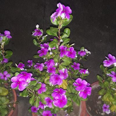 Nazia Hussain the teenager Nazia Hussain the teenager