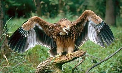 Parlagi sas (Aquila heliaca) - 1. rész Parlagi sas (Aquila heliaca) - 1. rész