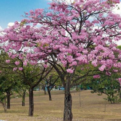 Polinización de los árboles