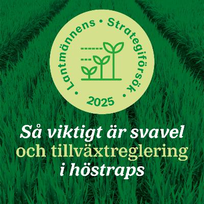 109: Så viktigt är svavel och tillväxtreglering i höstraps