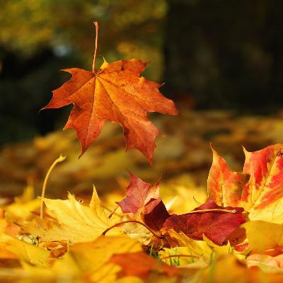La meditazione dell'autunno con MYself