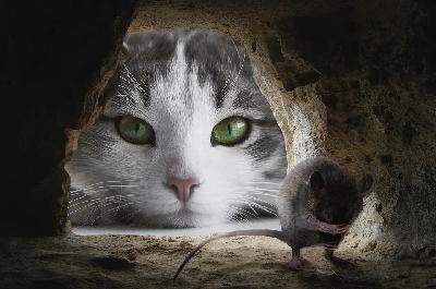 Playing Cat & Mouse Playing Cat & Mouse