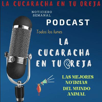 ❌PROHIBIDO MALTRATO ANIMAL,🦠GRIPE AVIAR EN ADOLESCENTE,🕷CÓMO NO TENER ARAÑAS,🗞EN CONTRA DECLARATORIA ❌PROHIBIDO MALTRATO ANIMAL,🦠GRIPE AVIAR EN ADOLESCENTE,🕷CÓMO NO TENER ARAÑAS,🗞EN CONTRA DECLARATORIA