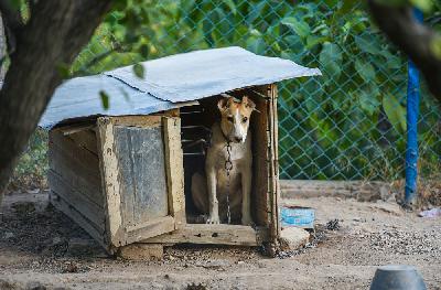 В Латвии изменят Закон о защите животных