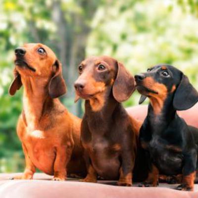 Los perros salchichas