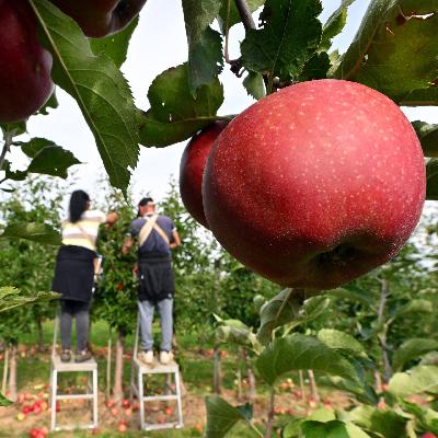 Äpfel für Allergiker: Es gibt Süßes und Saures Äpfel für Allergiker: Es gibt Süßes und Saures