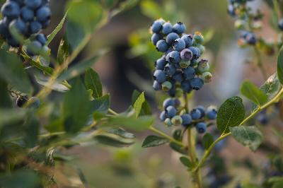 Wetter and more humid weather causing some late-summer garden issues