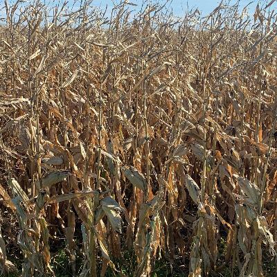 Farm Talk: Corn harvest rolls on near Galesburg, North Dakota Farm Talk: Corn harvest rolls on near Galesburg, North Dakota
