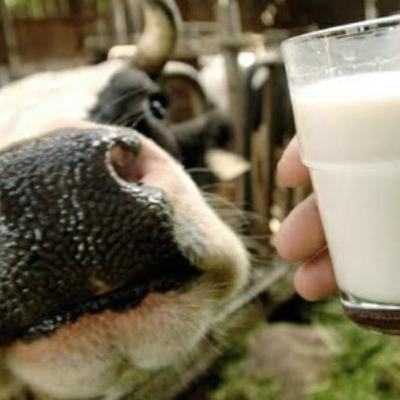 Desenvolvendo seu Agro - Como ganhar dinheiro com a venda de leite? Desenvolvendo seu Agro - Como ganhar dinheiro com a venda de leite?