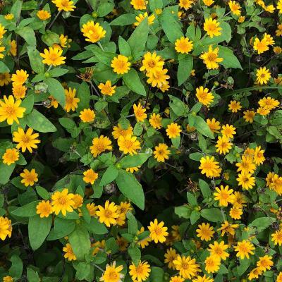 Usaha dari yang kemaren