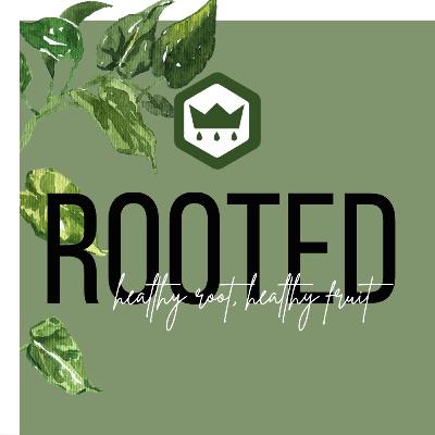 ROOTED: Priority of the Bible in the Life of the Christian ROOTED: Priority of the Bible in the Life of the Christian