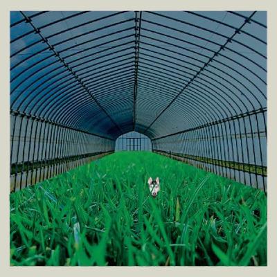 Five for Foxing: Dealer