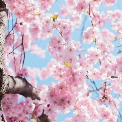 Episode 18 - Cherry Blossoms