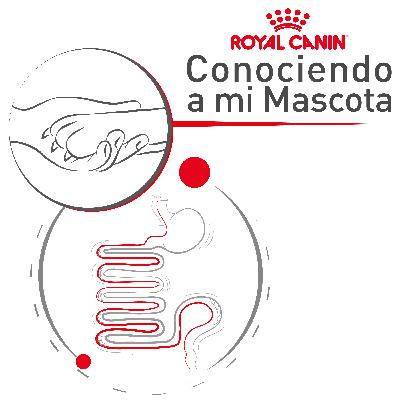 Enfermedades Gastrointestinales