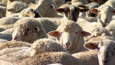 Resilient Demand Drives American Lamb Market Resilient Demand Drives American Lamb Market
