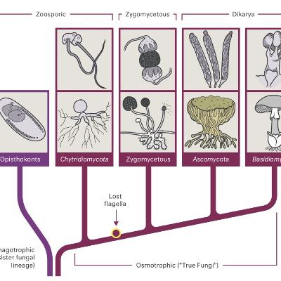 Passport to Kingdom Fungi Audio Book (Unofficial): Chapter 3 Fungal Taxonomy