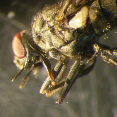 Episódio 62. Controle da Mosca dos Chifres - com Dr. Alessandro Minho (EMBRAPA). Episódio 62. Controle da Mosca dos Chifres - com Dr. Alessandro Minho (EMBRAPA).