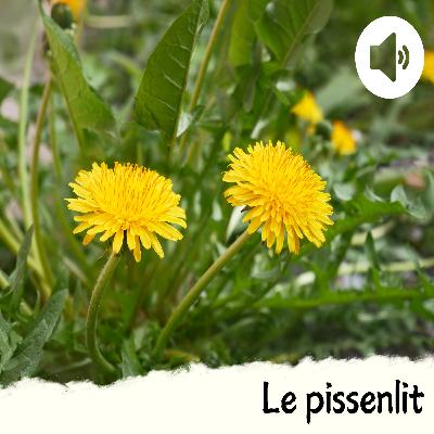 Le pissenlit Le pissenlit
