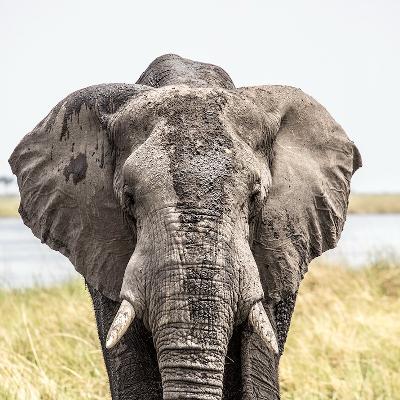 Understanding how elephants experience time might change how we protect them