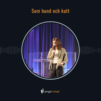 Som hund och katt