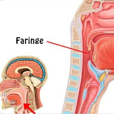 Anatomia de la Faringe