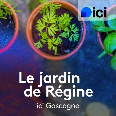 La scabieuse du Caucase, une vivace aux multiples vertues La scabieuse du Caucase, une vivace aux multiples vertues