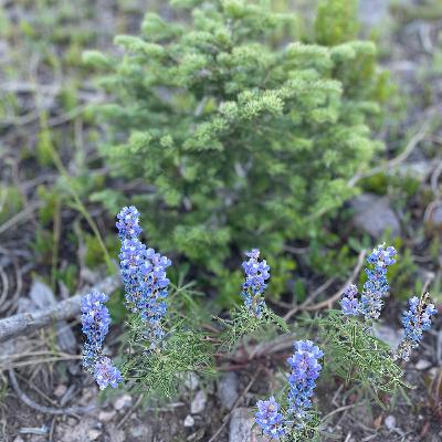 Episode 147: The Dense Forest Episode 147: The Dense Forest