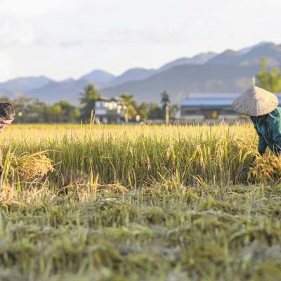 Sức sống hàng Việt - Thách thức và cơ hội cho “hạt gạo” Việt Nam Sức sống hàng Việt - Thách thức và cơ hội cho “hạt gạo” Việt Nam