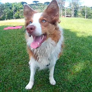 DCA #005 - Aumigo Theo / @theo.border.collie