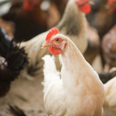 2021 Indian Poultry, Dairy, and Animal Feed Industries Outlook 2021 Indian Poultry, Dairy, and Animal Feed Industries Outlook
