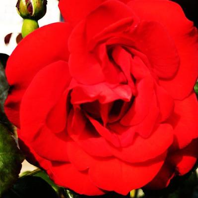 Tre poesie al giorno: Edgar Allan Poe, William Shakespeare, John Donne