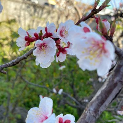 【おちたおちた】《詩》木下愛郎